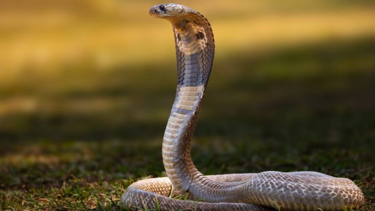Cobra real aparece dentro de un inodoro en hotel de Filipinas y desata el pánico