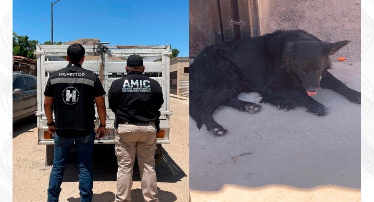 Rescatan a perro desnutrido en vivienda abandonada en Hermosillo Rescatan a perro abandonado, desnutrido y sin agua en vivienda deshabitada en Hermosillo