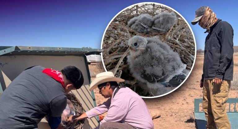 Sonora impulsa conservación del halcón aplomado y el berrendo en el desierto chihuahuense Sonora impulsa conservación del halcón aplomado y el berrendo en el desierto chihuahuense