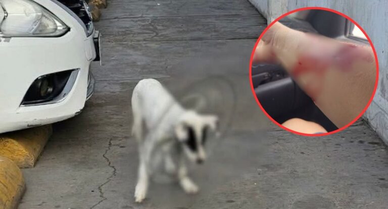 Mujer resulta lesionada al rescatar cachorro en Ciudad Obregón