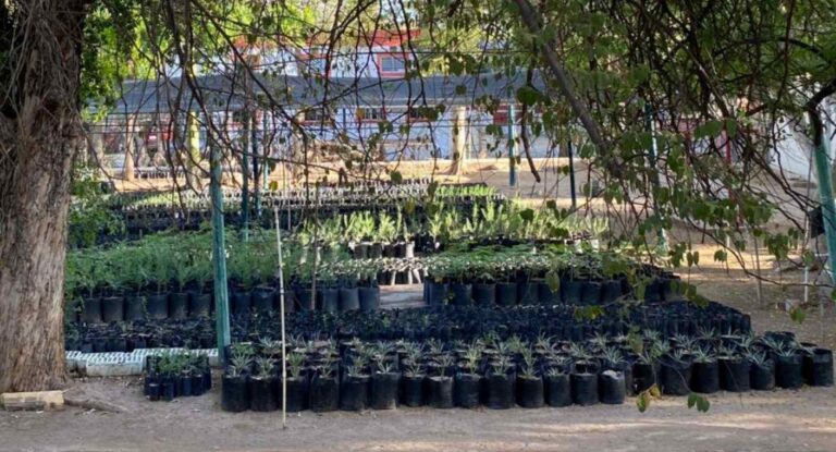 Vivero municipal de hermosillo donará 500 árboles nativos Vivero Municipal de Hermosillo donará 500 árboles nativos; te contamos