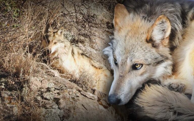 Profepa libera tres lobos mexicanos en Chihuahua para recuperación de la especie Profepa libera tres lobos mexicanos en Chihuahua para recuperación de la especie