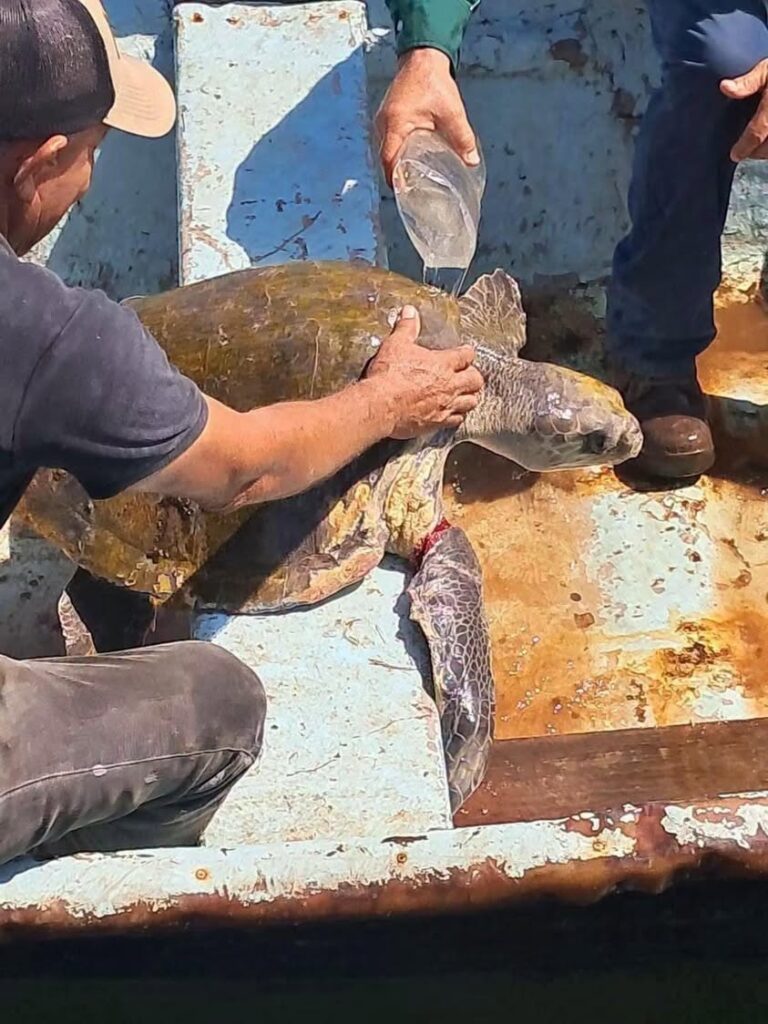 Rescatan tortuga marina herida en Guaymas cerca del astillero Navindustria