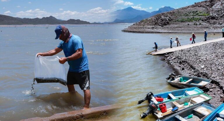 Repueblan presas en Sonora con más de 2.3 millones de crías de tilapia para impulsar la pesca local