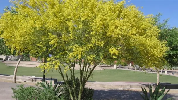 Árboles nativos reducen hasta 19 grados la temperatura en hogares de Hermosillo