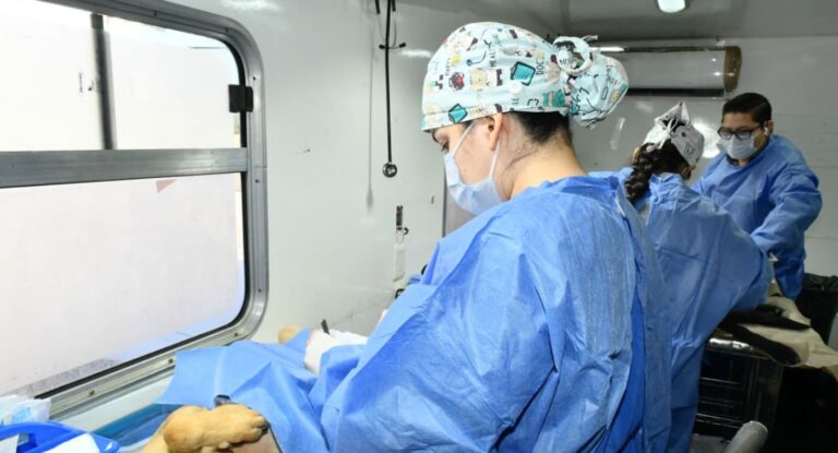 IMPBA ofrecerá esterilizaciones gratuitas para mascotas en Hermosillo: fechas y requisitos