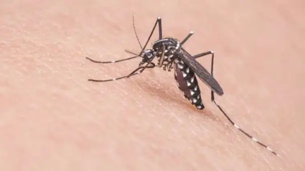Recomiendan mantener patios limpios para evitar mosquitos y garrapatas en Sonora