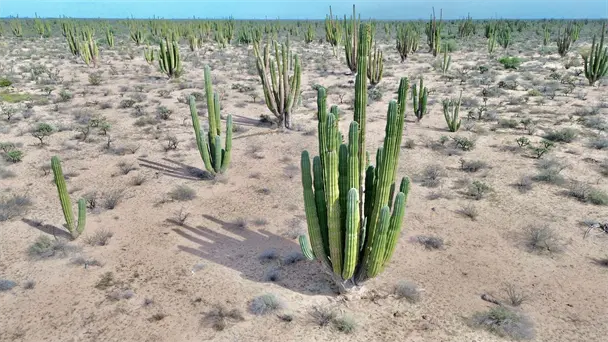 Hermosillo enfrentará temperaturas de hasta 47°C esta semana