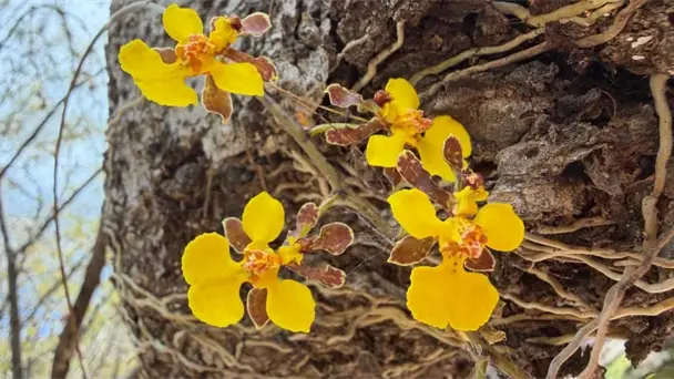 Orquídea silvestre ‘chorizo con huevo’ florece en Sonora