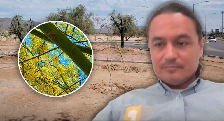 Especialista señala que Hermosillo tiene entre 2 y 3 árboles por habitante, pero debería haber al menos 9
