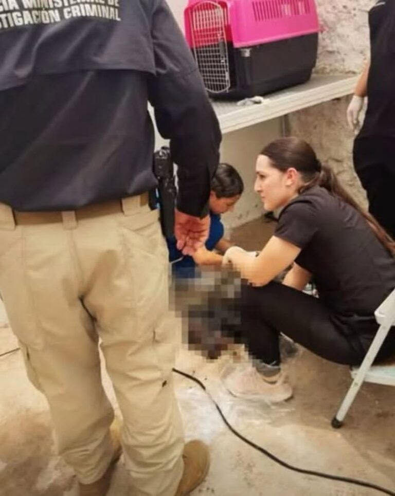 Rescatan en Ciudad Obregón a perrita cubierta de chapopote con heridas graves