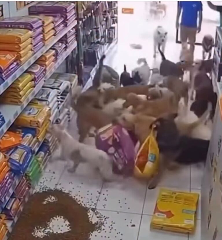 Perros son captados comiendo croquetas tras irrumpir en tienda de mascotas en Argentina