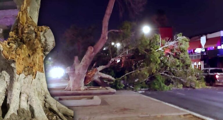 Especialistas explican por qué caen los árboles en Hermosillo tras fuertes vientos