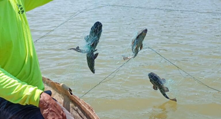Gobierno de Cajeme refuerza acciones para eliminar pez diablo en Laguna del Náinari