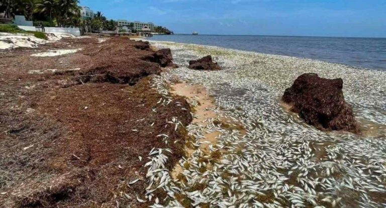 Miles de peces mueren en Bahía de Petempich por descomposición de sargazo