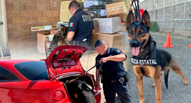 Unidad K-9 de Policía Estatal en Sonora detiene a 30 personas y recupera 29 vehículos en 2026
