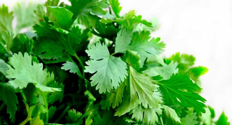 Estados Unidos investiga brote de ciclosporiasis vinculado a cilantro y perejil mexicanos