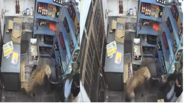 Leopardo irrumpe en licorería y ataca a empleados en India