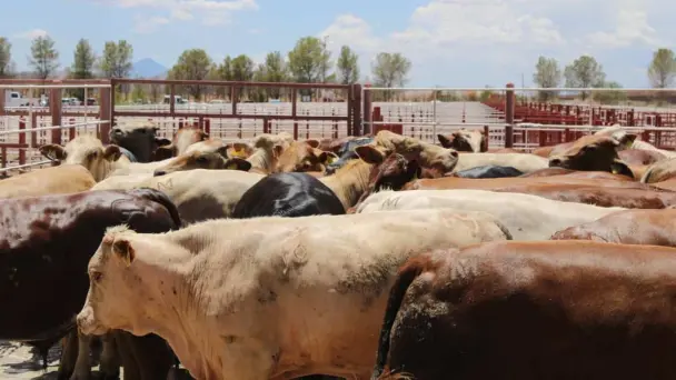 Sonora impulsa estrategia para diversificar exportación de carne en mercados internacionales