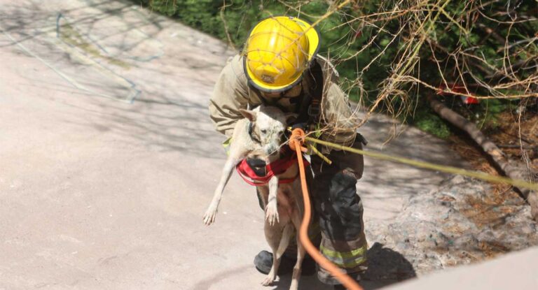 Bomberos rescatan a perrito que cayó al vertedor de la presa en Hermosillo