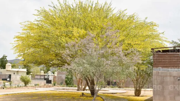 Especialistas recomiendan árboles nativos para mitigar el calor en Hermosillo