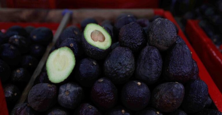 Sheinbaum busca que Senasica asuma certificación de aguacate en Michoacán tras suspensión de EU