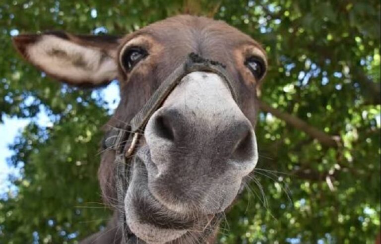 El burro de Morales, un símbolo de tradición y alegría en San Pedro, Sonora