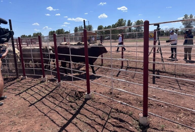 Reabren frontera de Sonora para exportación de ganado tras casi dos años de cierre