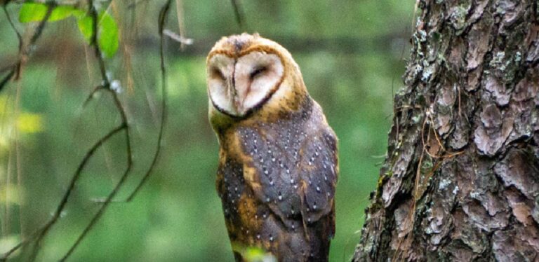 Profepa libera tres especies silvestres en el cerro Pico Azul de Morelia