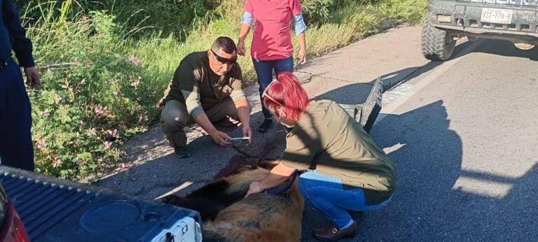 Gobierno de Ímuris atiende a osita atropellada en carretera Ímuris–Cananea