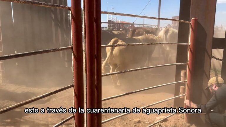 Inicia exportación oficial de ganado mexicano a EU por cuarentenaria de Agua Prieta