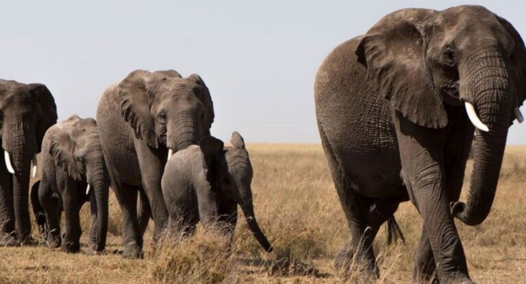 Investigan envenenamiento de 15 elefantes en el sur de Kenia