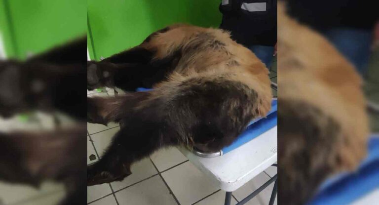 Osa atropellada en carretera Ímuris-Cananea evoluciona favorablemente en Hermosillo