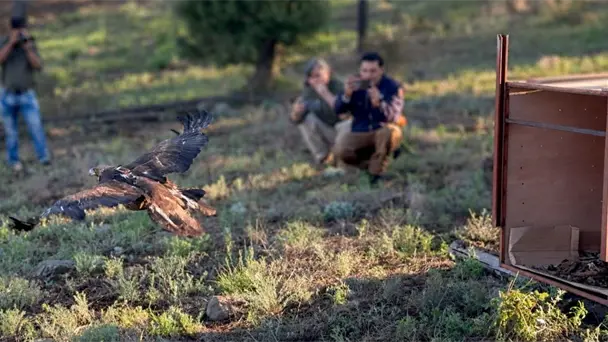 Águila real rehabilitada en Chihuahua vuela 1,200 km hasta Nevada bajo monitoreo satelital