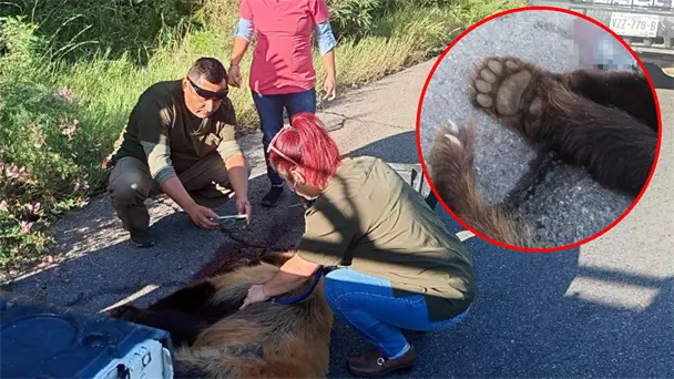 Atropellan a osa en carretera Ímuris-Cananea; buscan posible cría en la zona