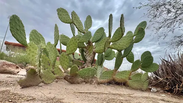 Sonora enfrentará calor extremo y probabilidad de tormentas nocturnas en Hermosillo