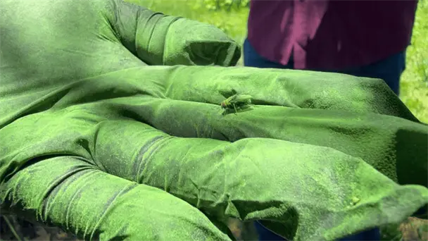 Sonora inicia dispersión de larvas de mosca estéril para contener Gusano Barrenador del Ganado