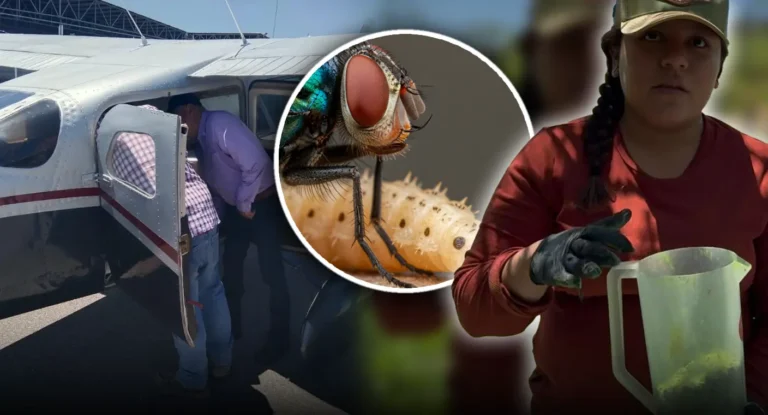Sonora intensifica liberación de moscas estériles para controlar gusano barrenador