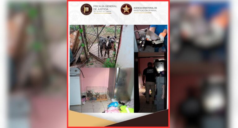 Rescatan cinco perros en condiciones de maltrato durante cateo en Cananea
