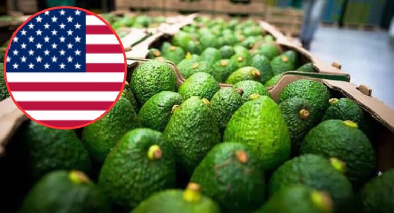 Alerta de seguridad en Michoacán detiene exportación de aguacate a Estados Unidos