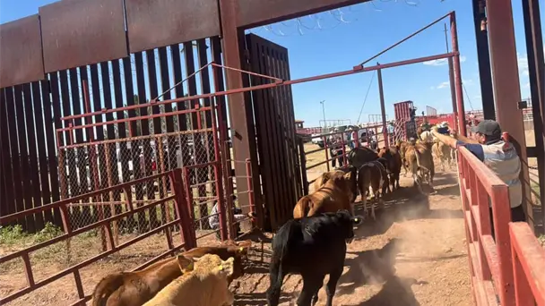 Sonora activa operativo para contener gusano barrenador tras cinco casos confirmados