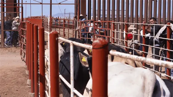 Sonora reabre exportación de ganado en pie a Estados Unidos desde Agua Prieta