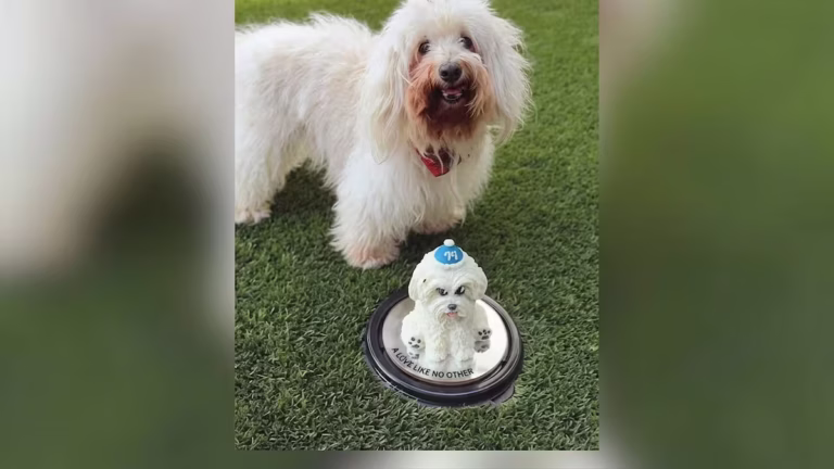 Ofrecen recompensa de 20 mil pesos por perro extraviado en Los Lagos, Hermosillo