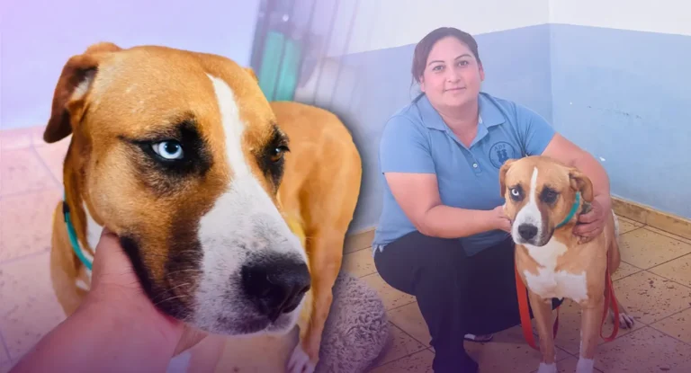 Perro rescatado tras ser arrastrado en cuatrimoto en Álamos está bajo cuidado