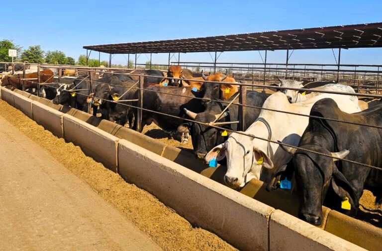 Sonora registra 59 casos activos de gusano barrenador en el ganado