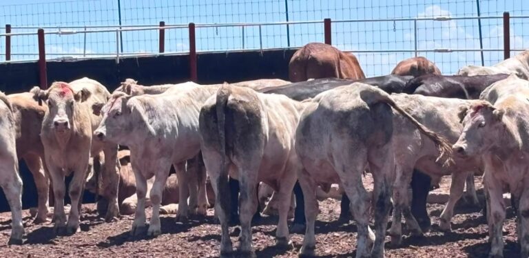 Gusano barrenador avanza en Sinaloa con 23 casos nuevos en Choix y El Fuerte