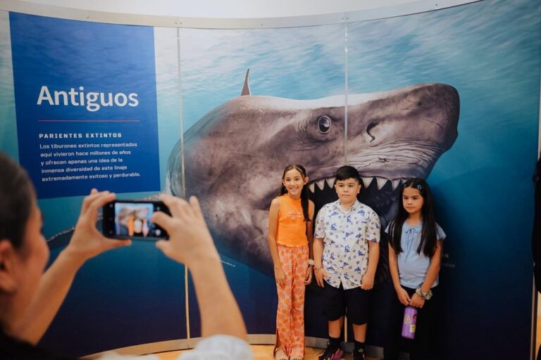 Inauguran en MUSAS la exposición internacional TIBURONES en Hermosillo