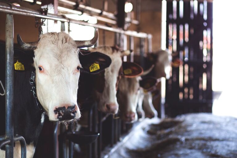 Sonora avanza hacia la certificación nivel 1 en tuberculosis bovina tras 35 años de esfuerzo
