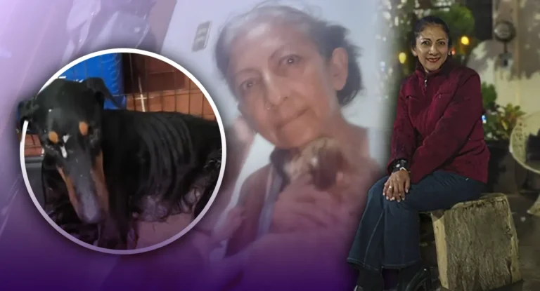 Rescatan a perrita doberman en Hermosillo y buscan apoyo para su recuperación