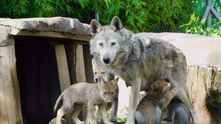 México y EE.UU. refuerzan colaboración para recuperar al lobo mexicano